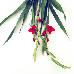 gladiolus flower nature