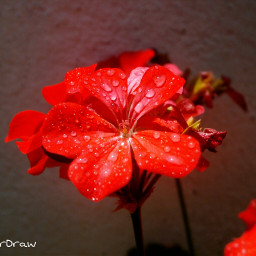 red flower photography nice colorfull