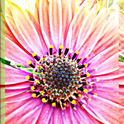 photography popart emotions nature flower