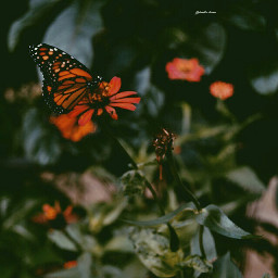 butterfly butterflies photography nature flower